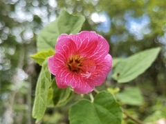 Hibiscus lavateroides