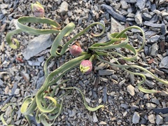 Allium anceps