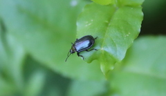 Gastrolina thoracica