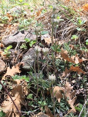 Antennaria marginata