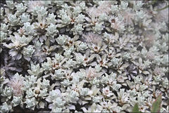Ewartia nubigena