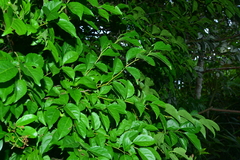Ilex kusanoi