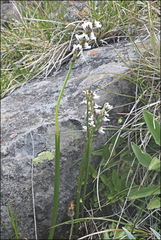 Prasophyllum suttonii
