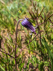 Clematis hirsutissima