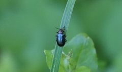 Gastrolina thoracica
