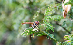 Polistes weyrauchorum