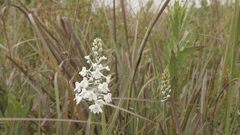 Platanthera nivea