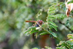 Polistes weyrauchorum