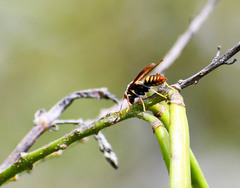 Polistes weyrauchorum