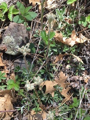 Antennaria marginata