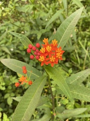 Asclepias curassavica
