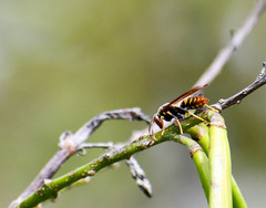 Polistes weyrauchorum