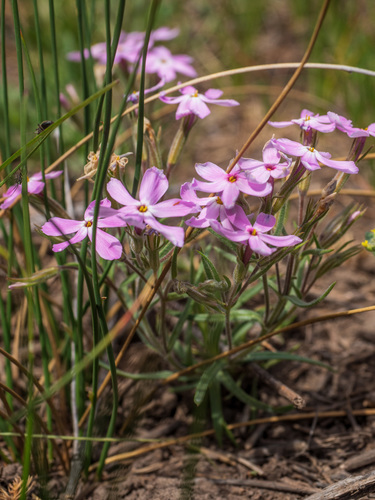 clove phlox (Phlox caryophylla)