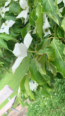 Cornus kousa