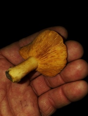 Lactarius proximellus