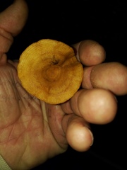 Lactarius proximellus