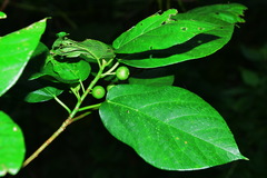 Ficus erecta erecta