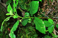 Ficus erecta erecta