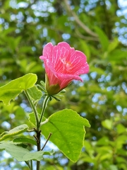 Hibiscus lavateroides