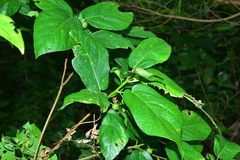 Ficus erecta erecta