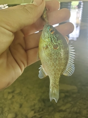 Lepomis peltastes