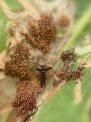 Aetole galapagoensis