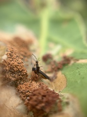 Aetole galapagoensis