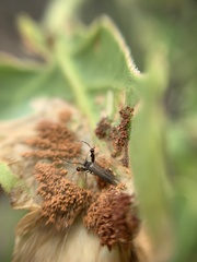 Aetole galapagoensis