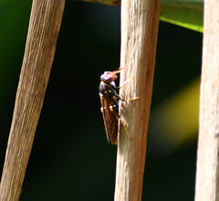 Polistes weyrauchorum