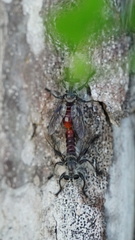 Andrenosomatini
