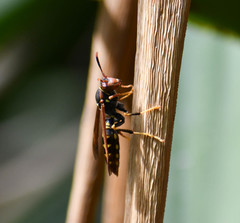Polistes weyrauchorum