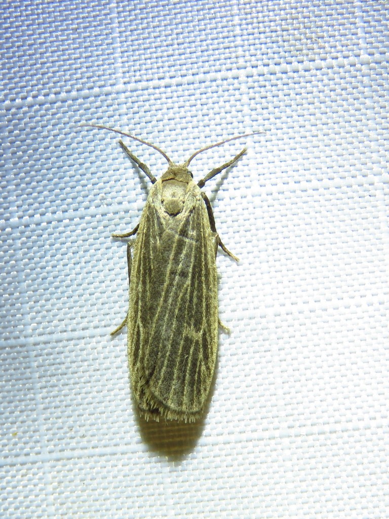 Pale Lichen Moth