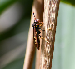 Polistes weyrauchorum