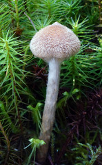 Cortinarius angelesianus