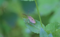 Homoeocerus dilatatus