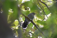 Thamnophilus amazonicus