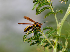 Polistes weyrauchorum