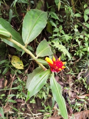 Costus montanus