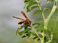 Polistes weyrauchorum