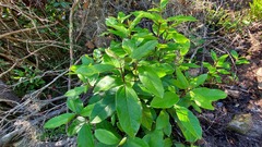 Viburnum tinus