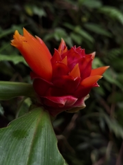 Costus montanus