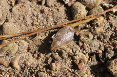 Belostoma elegans