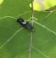 Grapholita interstinctana