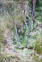 Plantago euryphylla