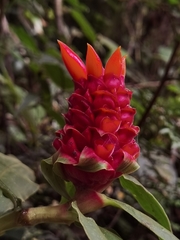 Costus montanus