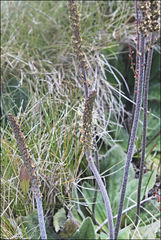 Plantago euryphylla