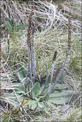 Plantago euryphylla