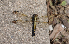 Orthetrum lineostigma