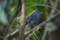 Thamnophilus stictocephalus