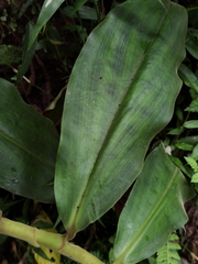 Costus montanus